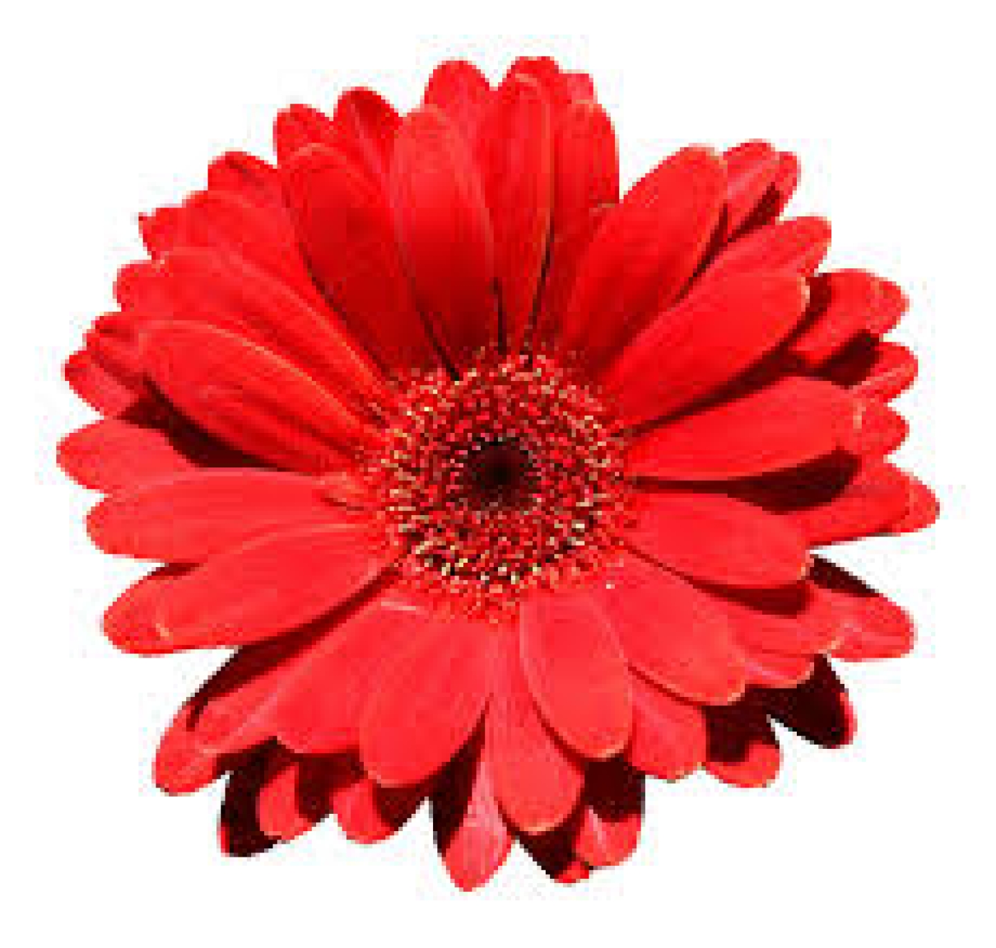 bloem