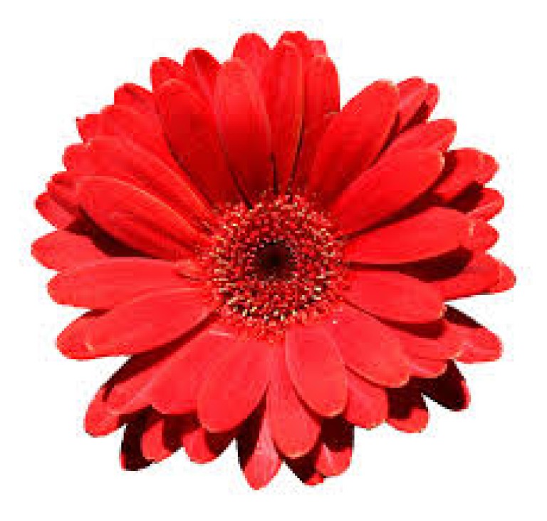 bloem